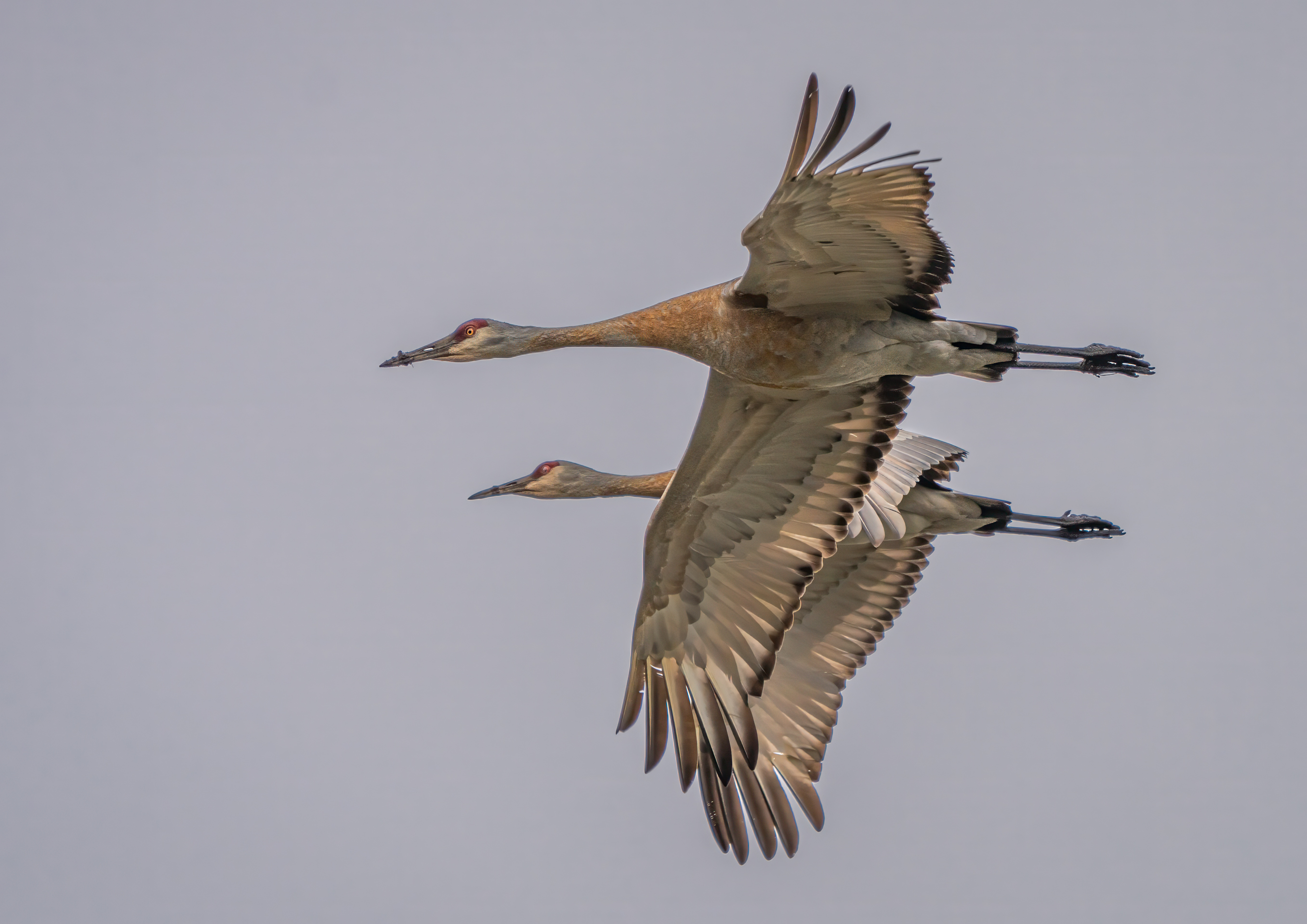 2nd PrizeOpen Nature In Class 3 By Debbie Blair For Cranes Attempt Synchronized Flight DEC-2024.jpg